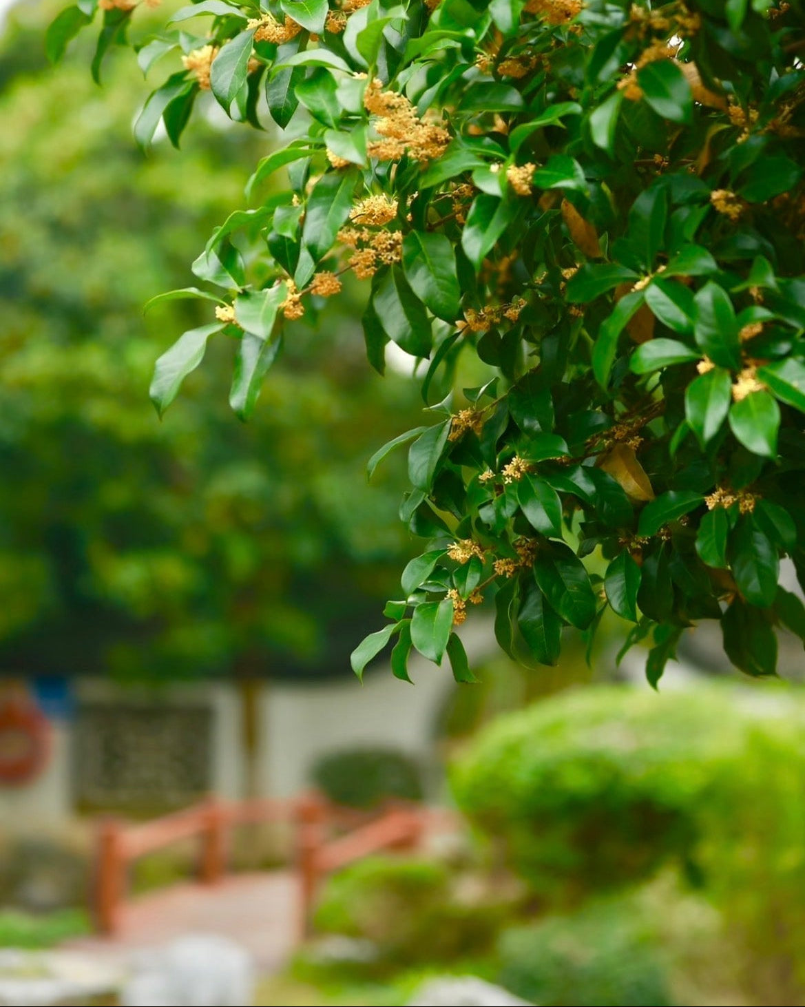 MeiMei Osmanthussirap (kommande produkt)