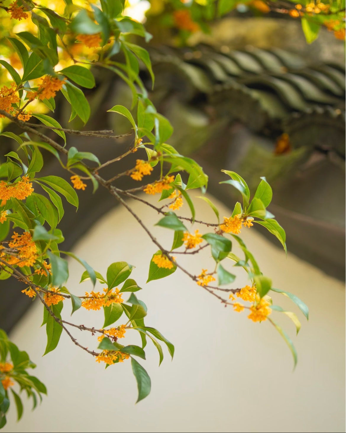 MeiMei Osmanthussirap (kommande produkt)